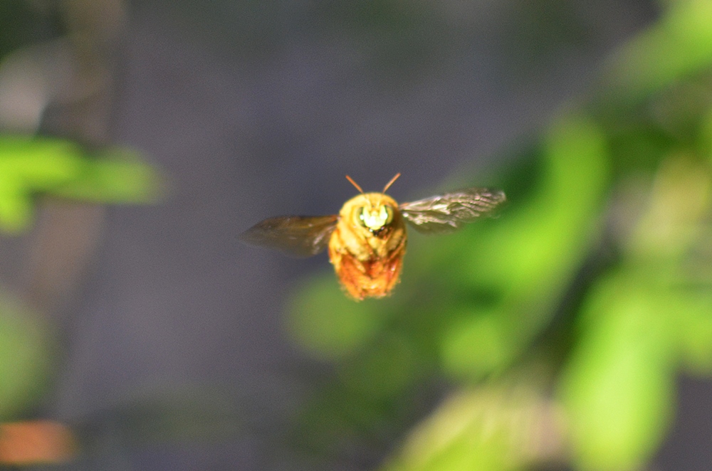 Foto Abeja Carpintera
