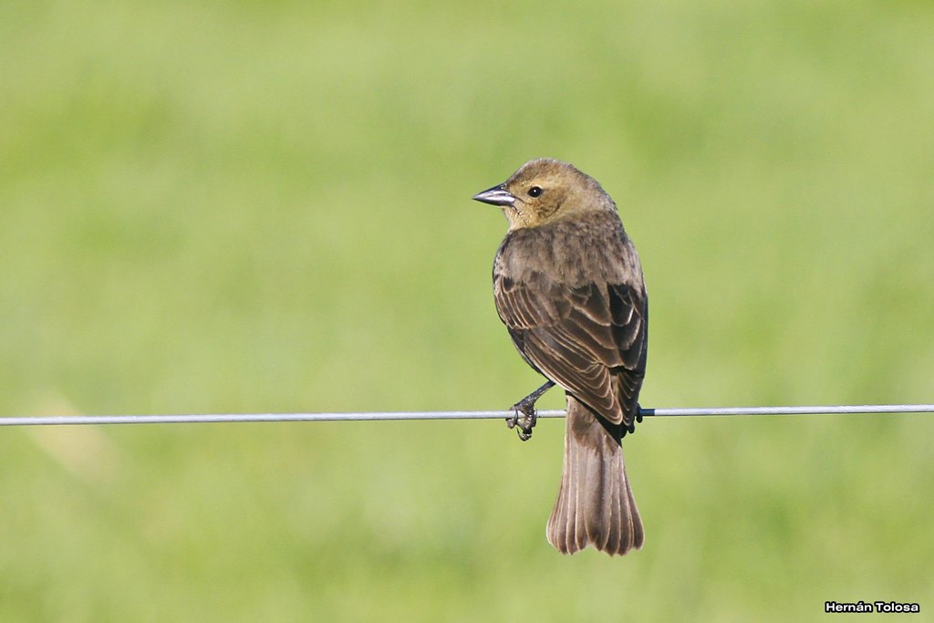 Foto Tordo Renegrido