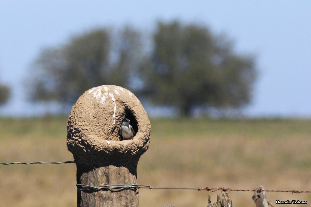 Foto Golondrina Ceja Blanca