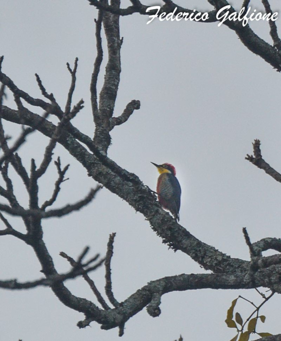 Foto Carpintero Arcoiris