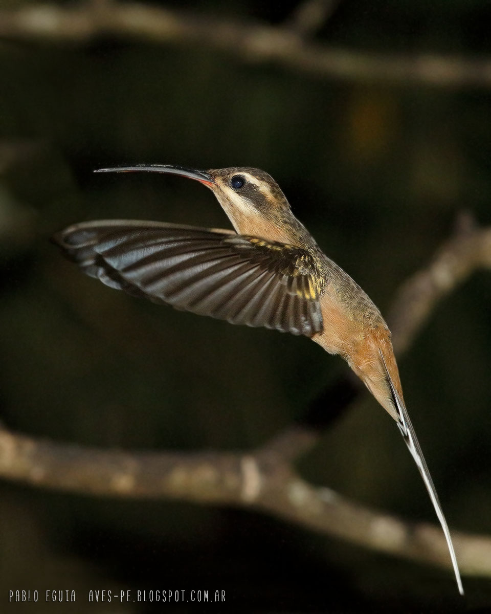 Foto Ermitaño Canela