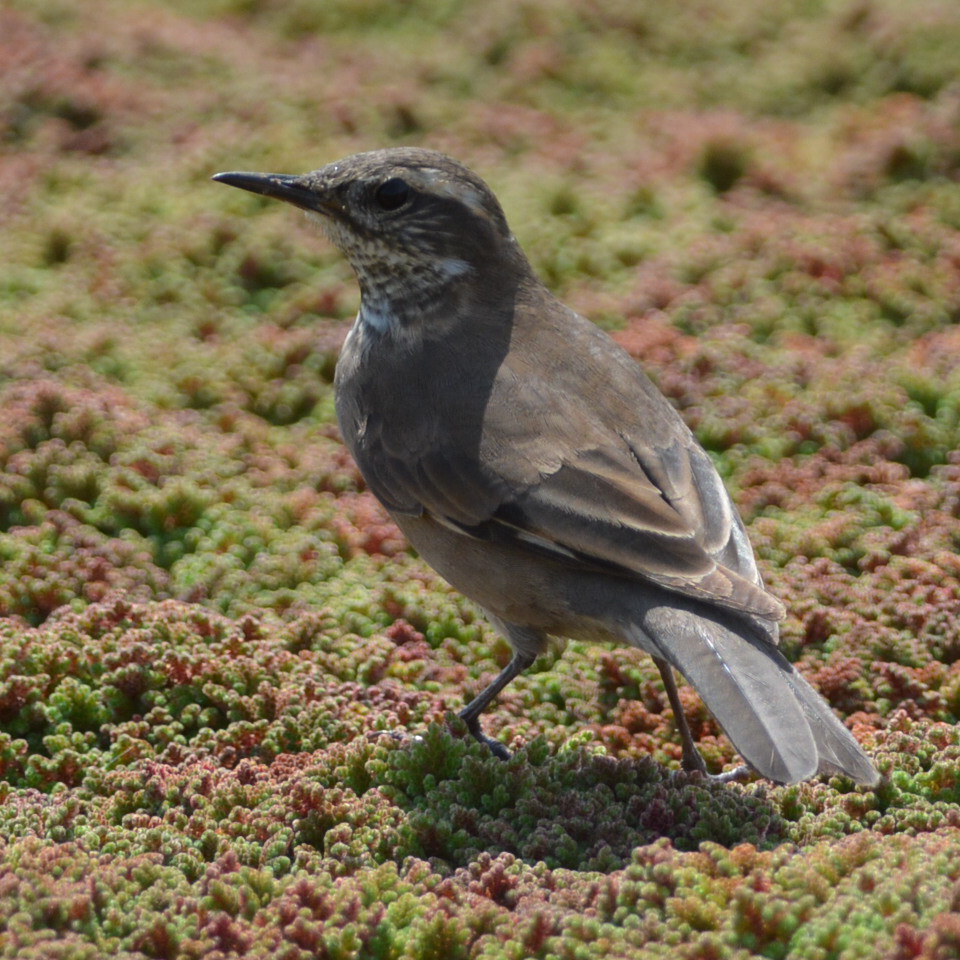 Photo Remolinera Común
