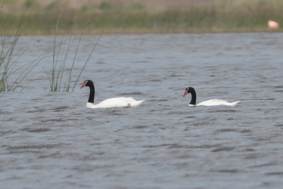 Foto Cisne Cuello Negro
