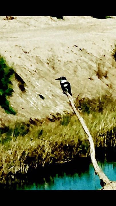 Foto Martín Pescador Chico