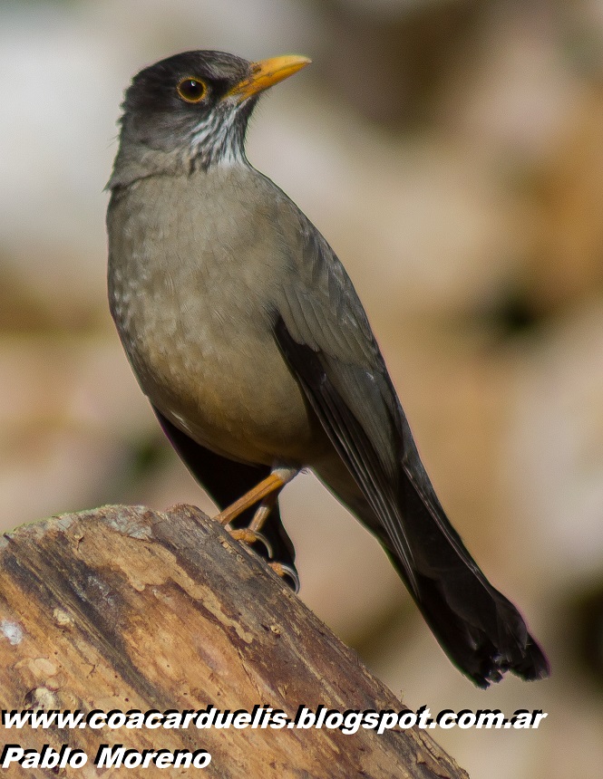 Photo Zorzal Patagónico