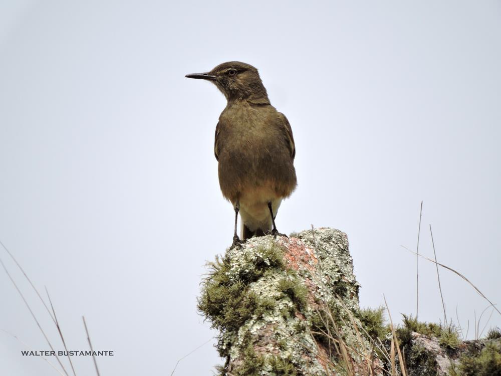 Photo Gaucho Serrano