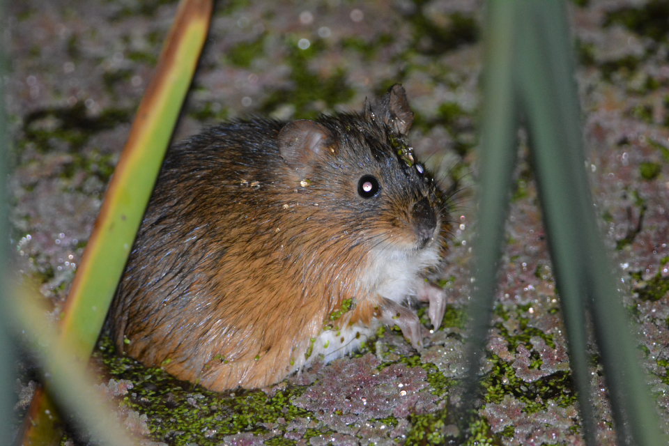 Photo Rata Nutria Colorada