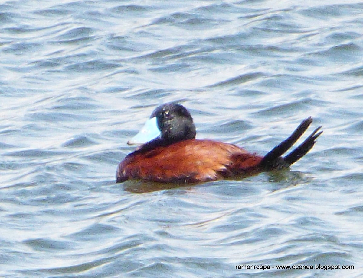 Foto Pato Zambullidor Chico