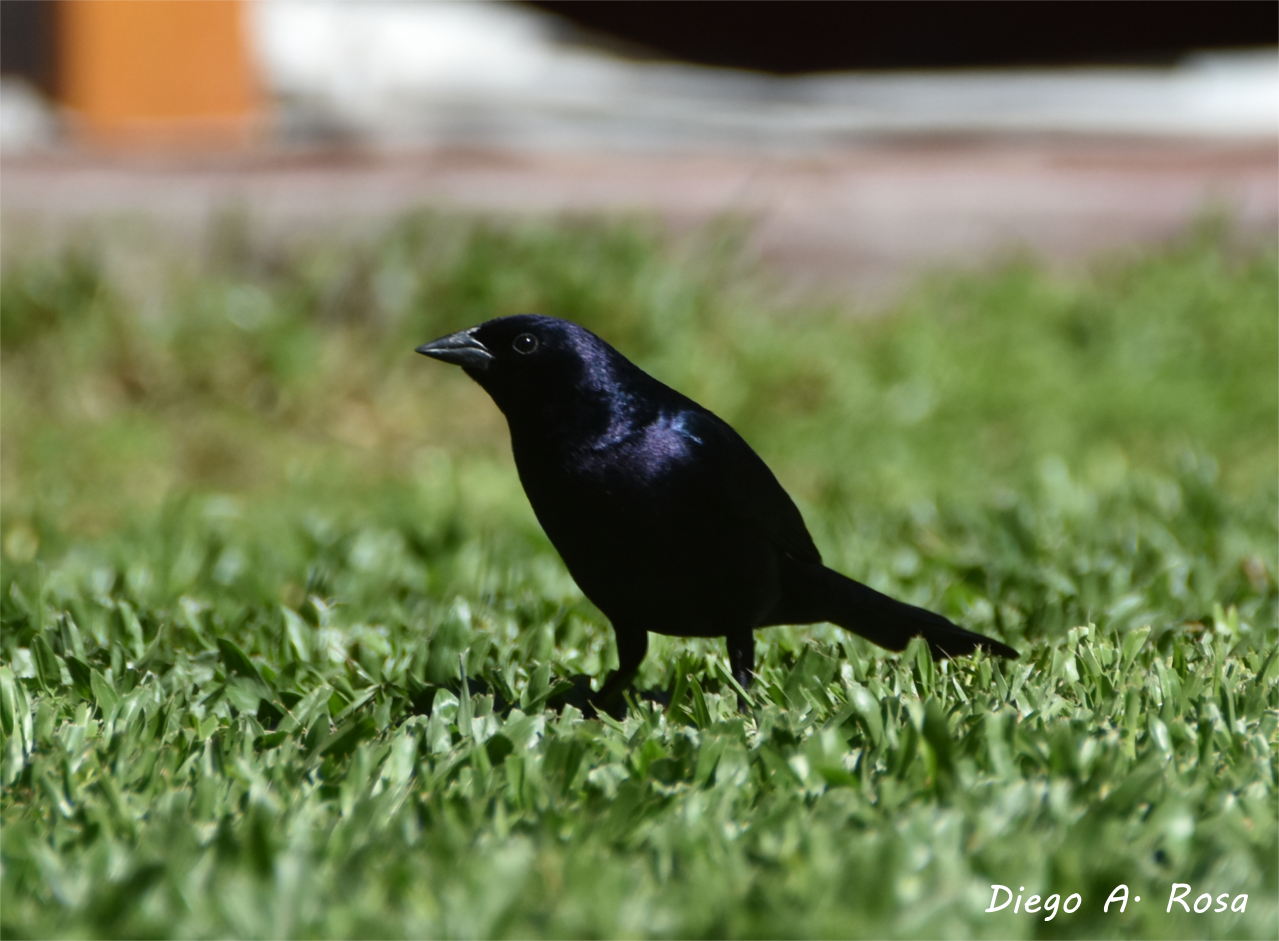 Photo Tordo Renegrido