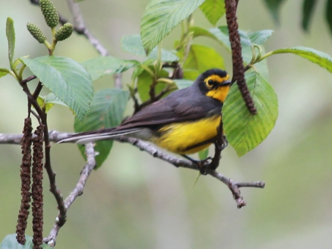 Foto Bijirita de Anteojos