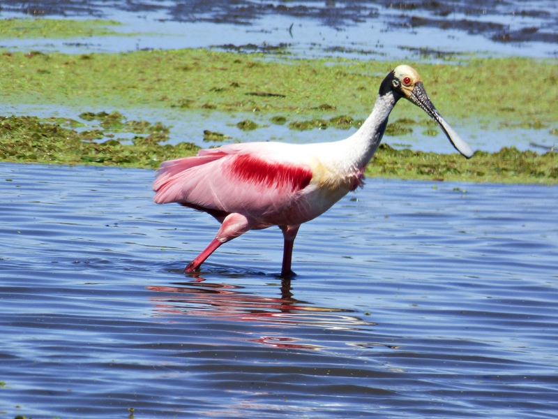 Foto Espátula Rosada