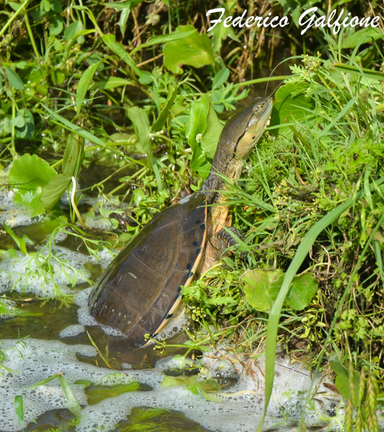 Photo Tortuga de Laguna
