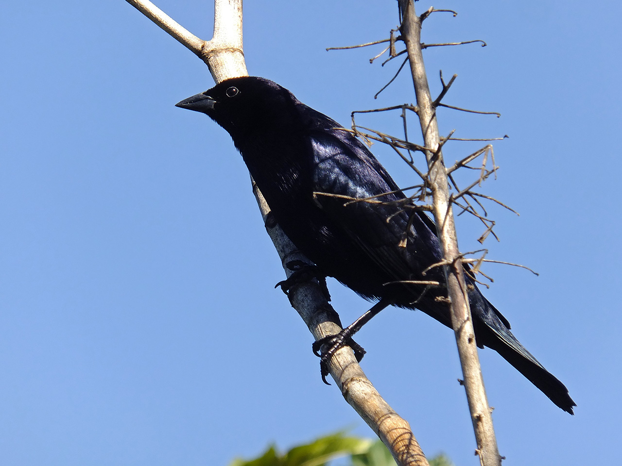 Foto Tordo Renegrido