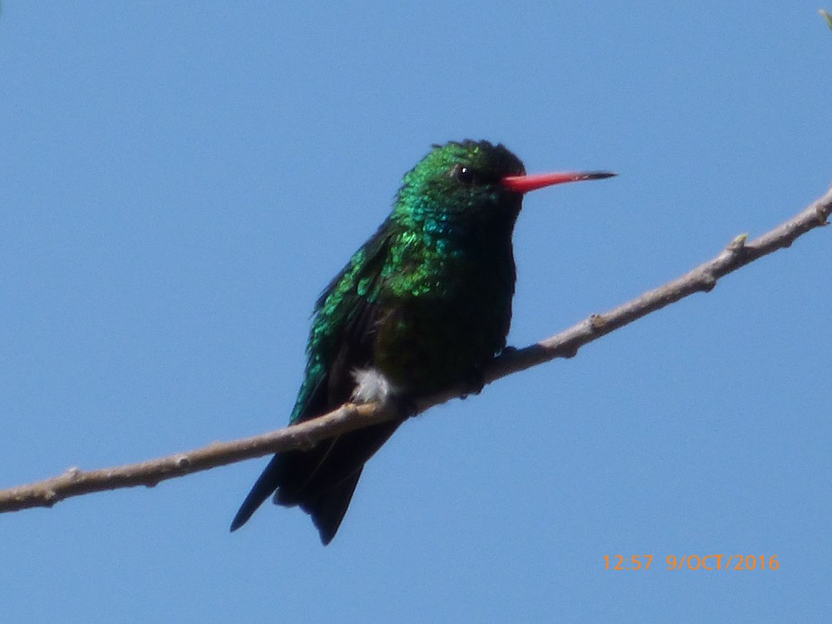 Foto Picaflor Común