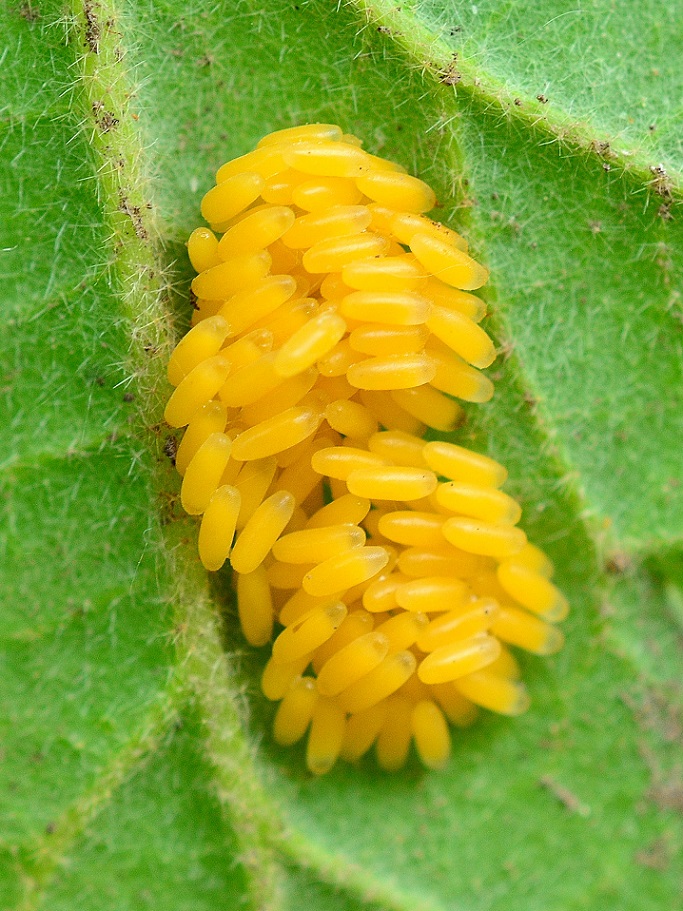 Foto Mariquita Leopardo