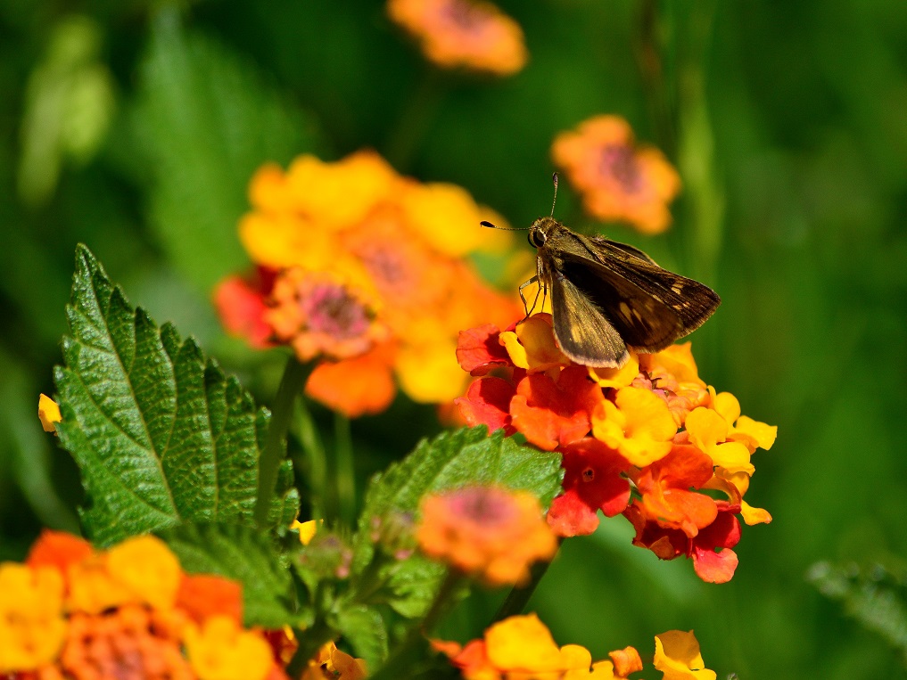 Photo Saltarina Parda