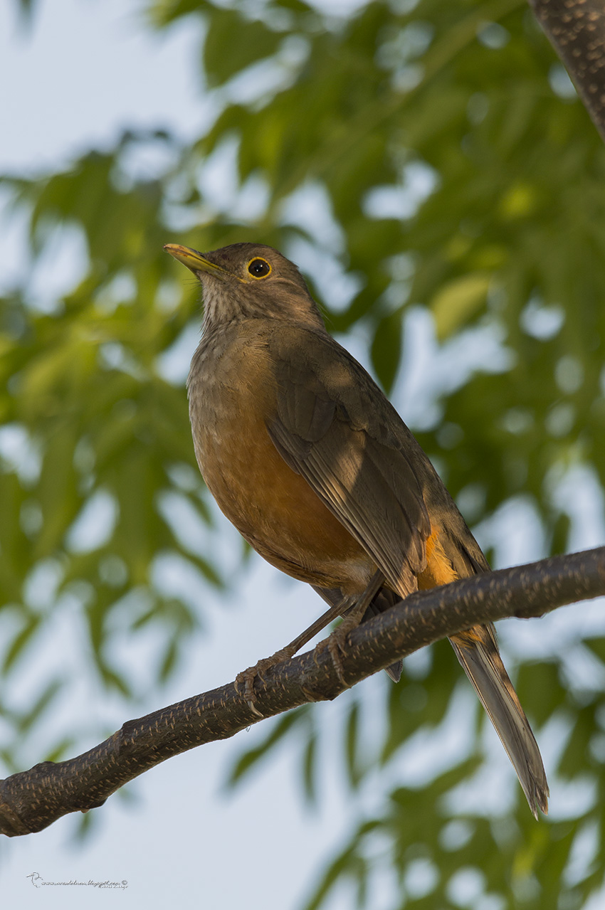 Foto Zorzal Colorado