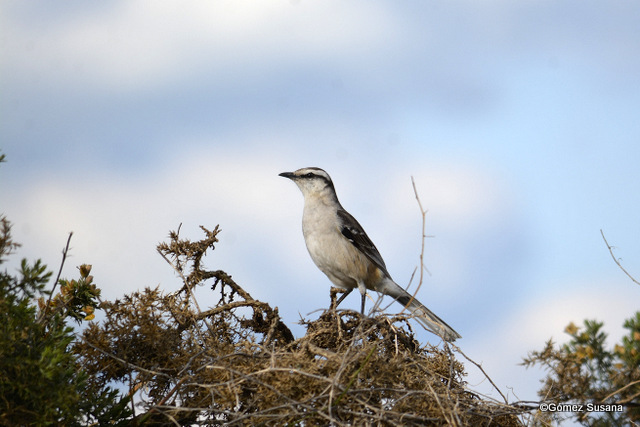Foto Calandria Grande