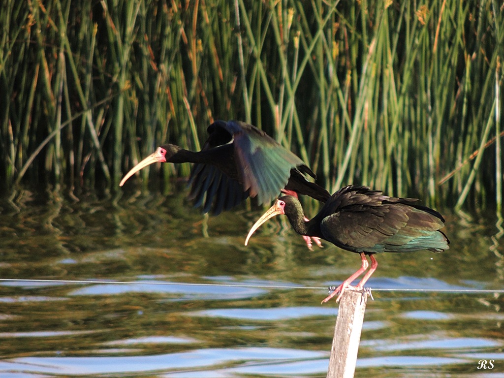 Foto Cuervillo Cara Pelada