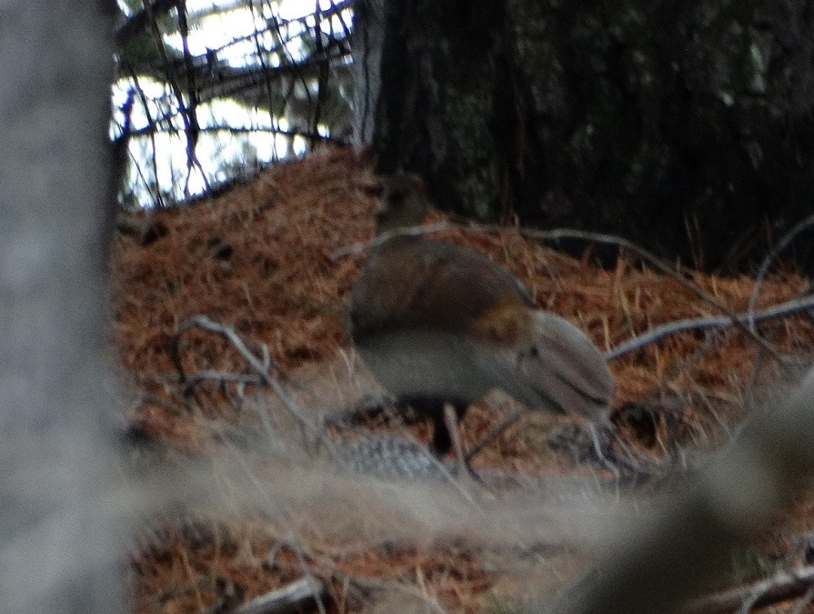 Foto Faisán Plateado