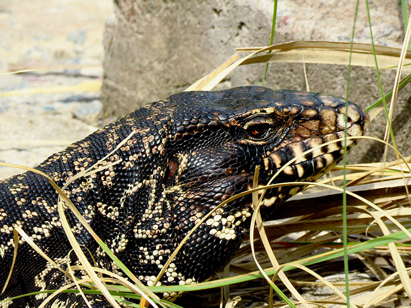 Foto Lagarto Overo