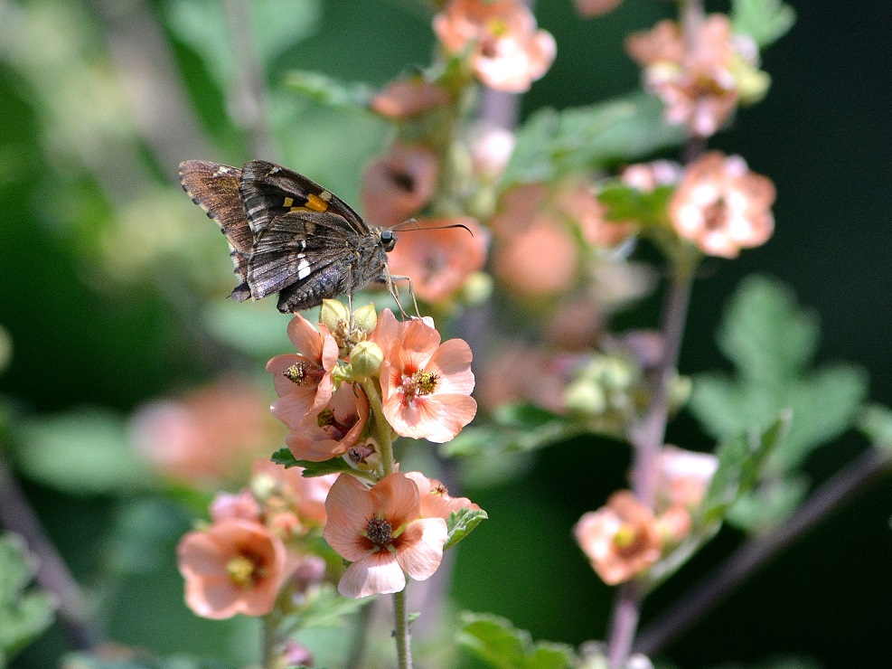 Foto Plateada Común