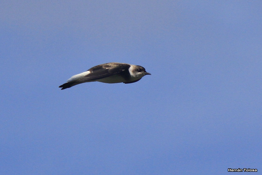 Photo Golondrina Parda