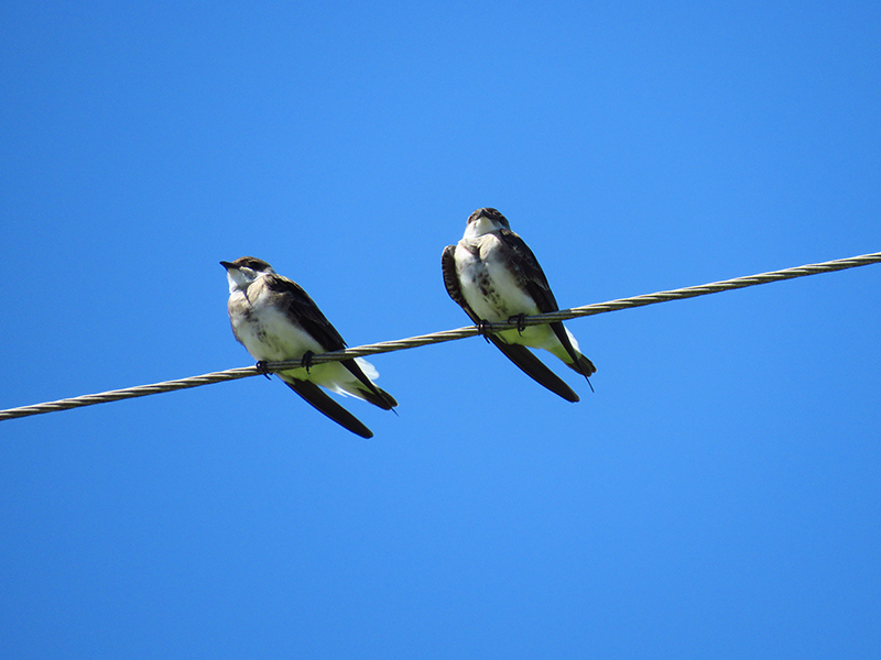 Foto Golondrina Parda