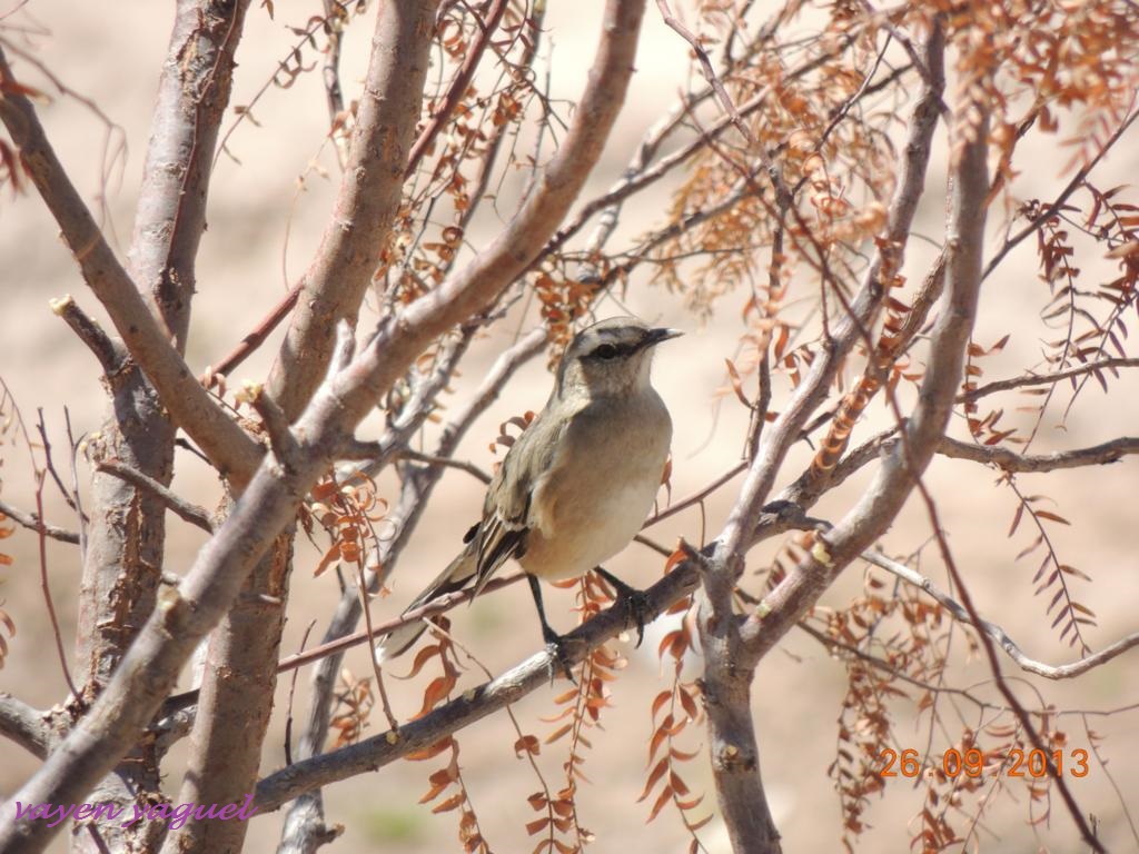 Foto Calandria Mora