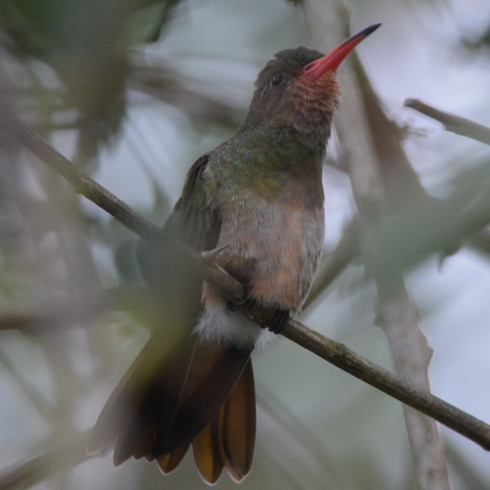 Photo Picaflor Bronceado