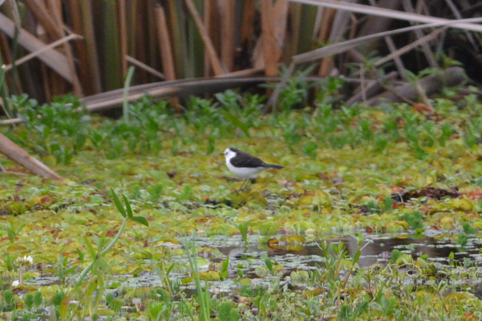 Photo Viudita Blanca