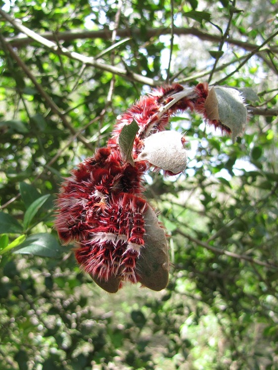 Foto Bandera Argentina