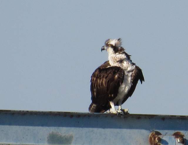 Foto Águila Pescadora