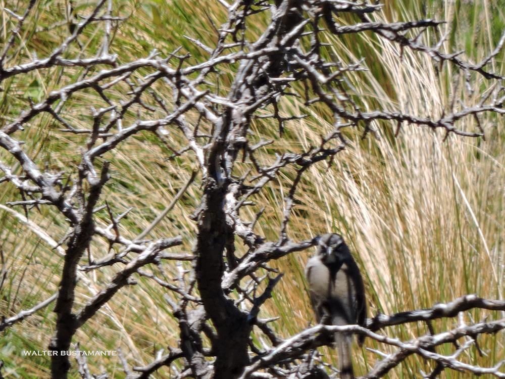 Foto Monterita Pecho Gris