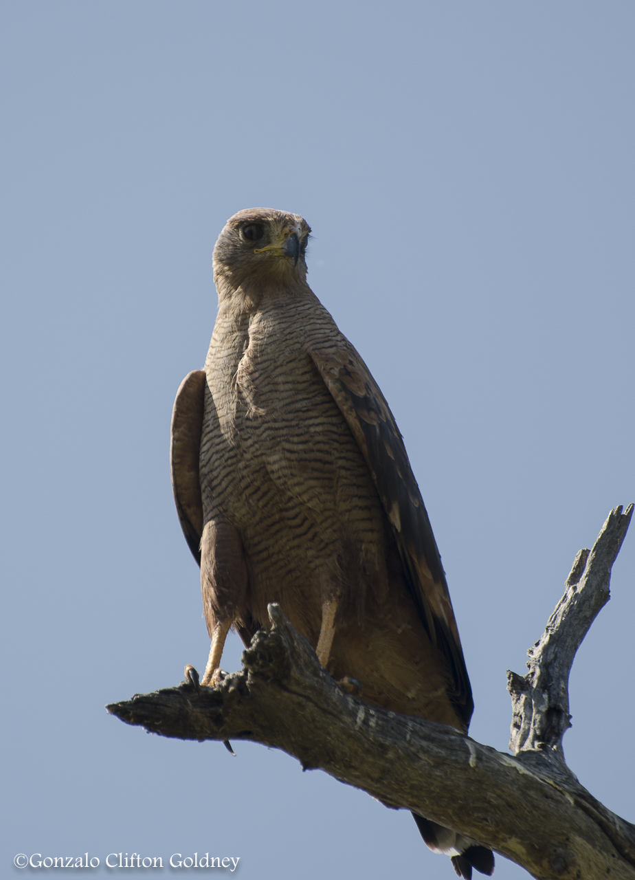 Foto Aguilucho Colorado