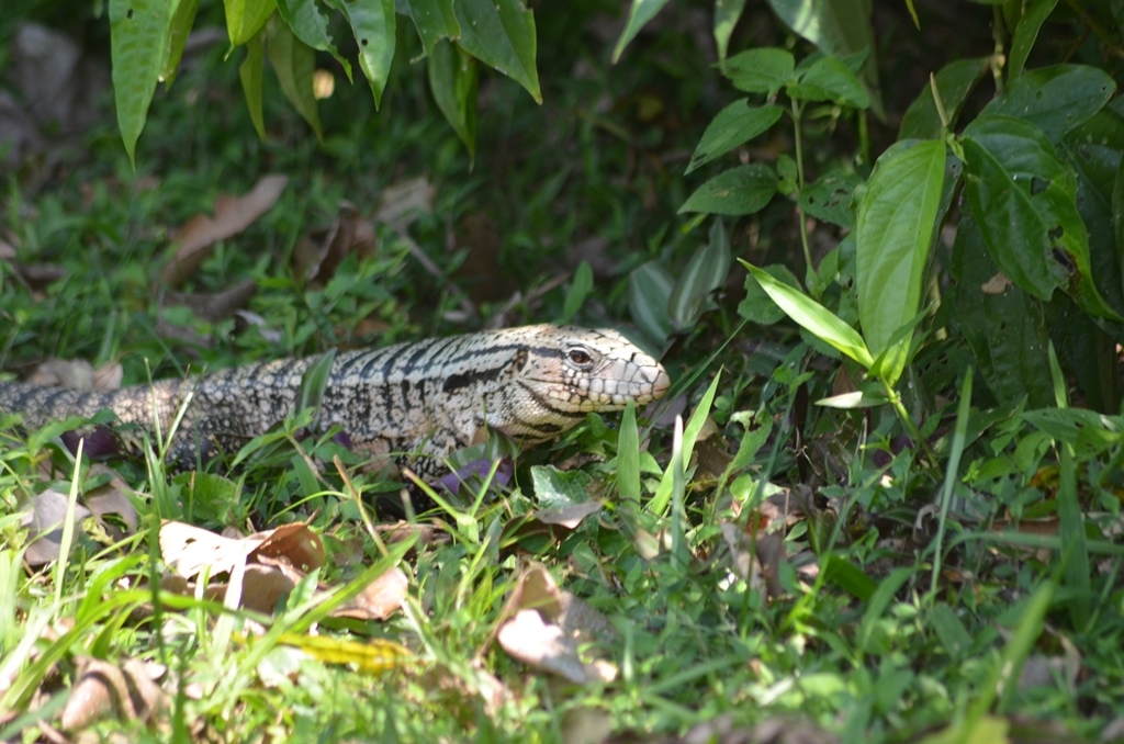 Foto Lagarto Overo