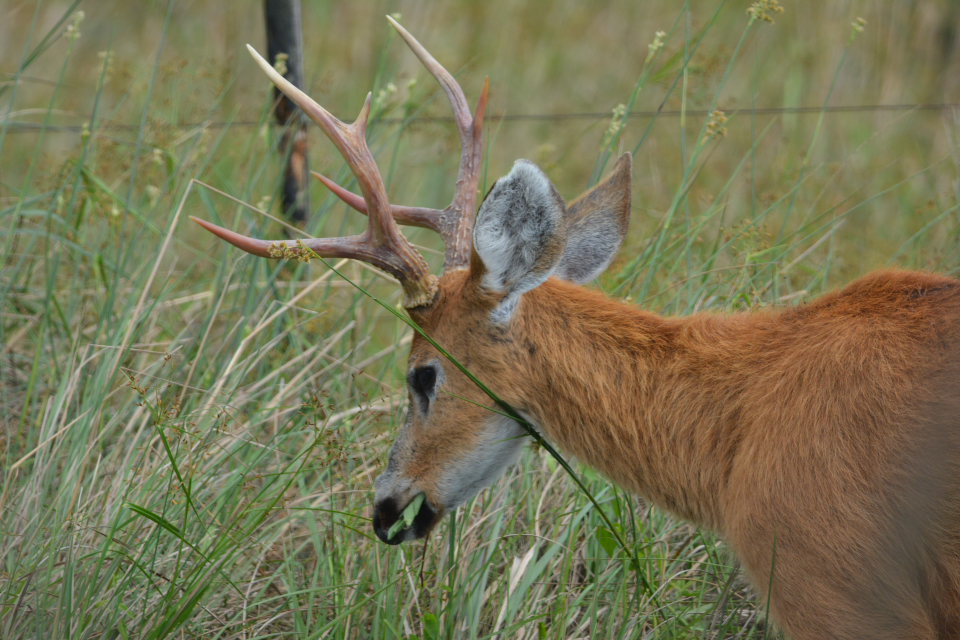 Foto Ciervo de los Pantanos