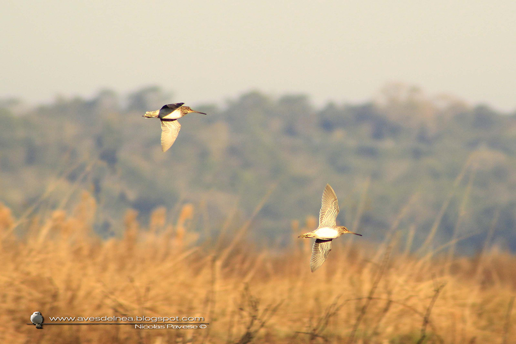Foto Becasina Común