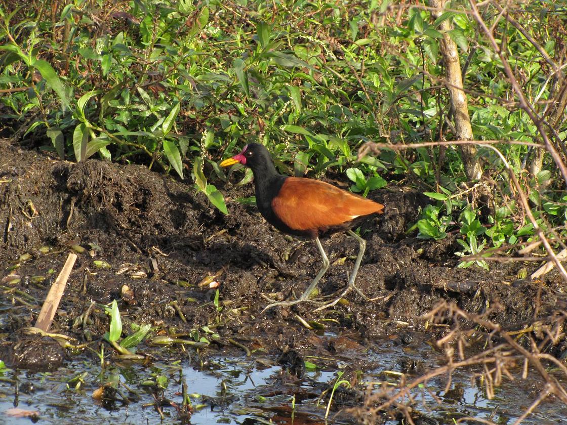 Photo Jacana