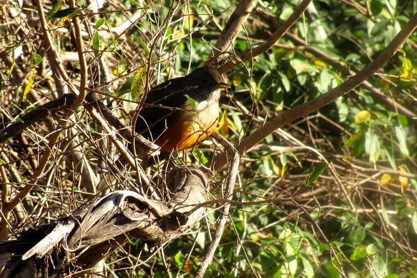 Foto Zorzal Colorado