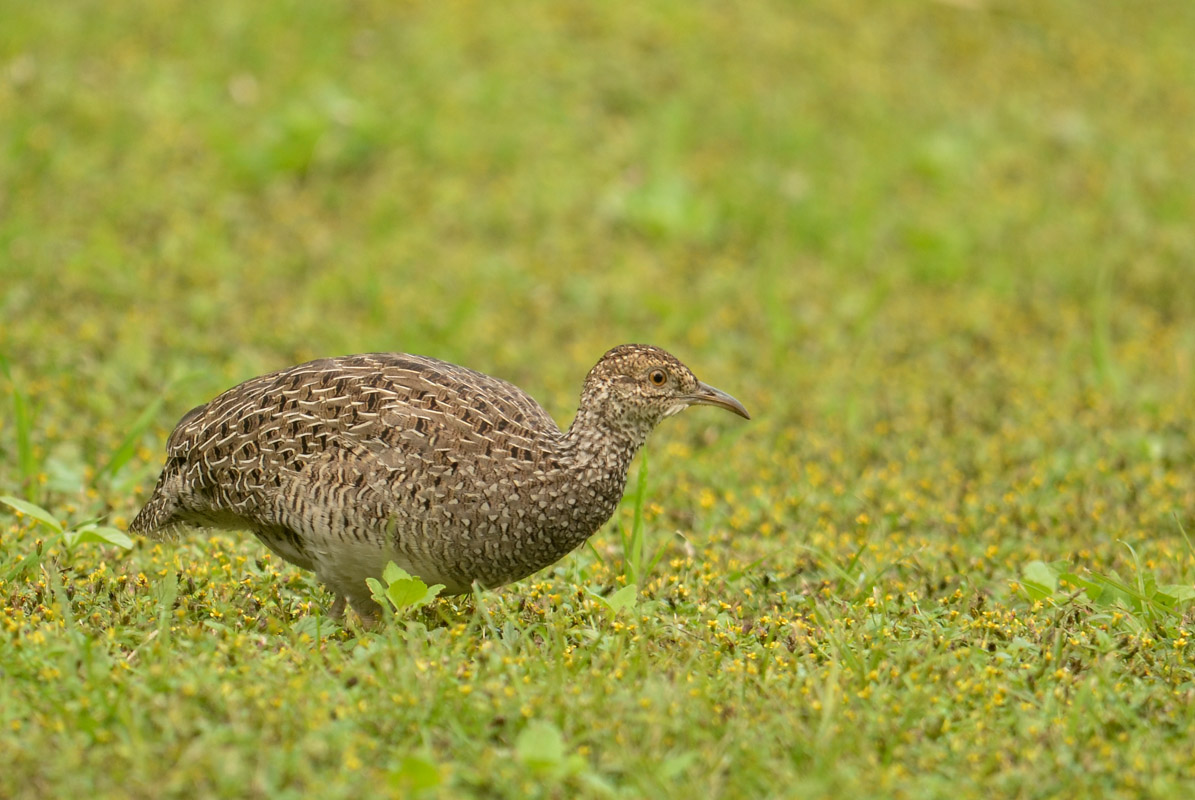 Photo Inambú Montaraz