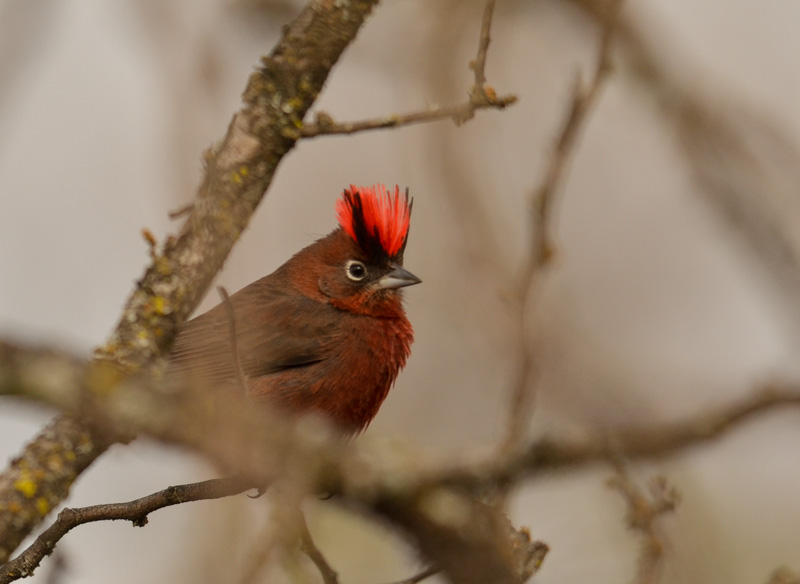 Photo Brasita de Fuego