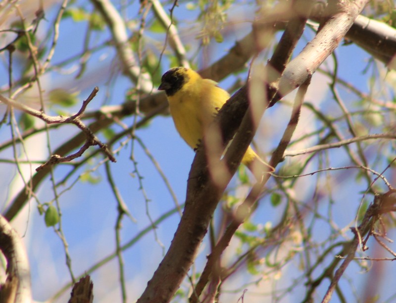 Foto Cabecitanegra Común