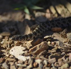 Foto Culebra de los Campos