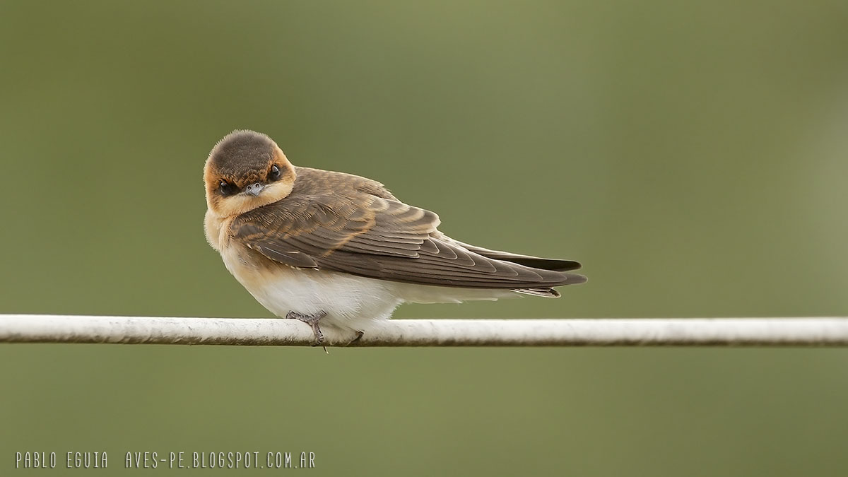Foto Golondrina Cabeza Rojiza