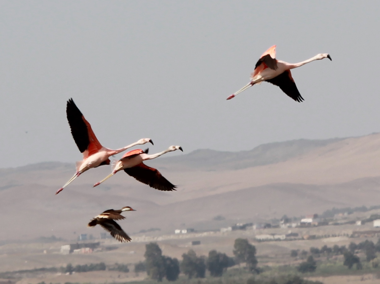 Foto Flamenco Austral