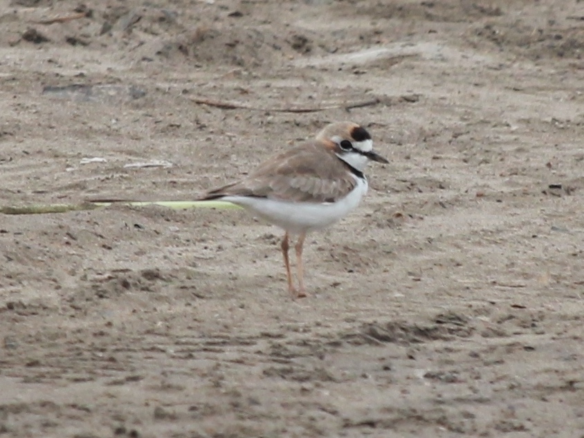 Foto Chorlito de Collar