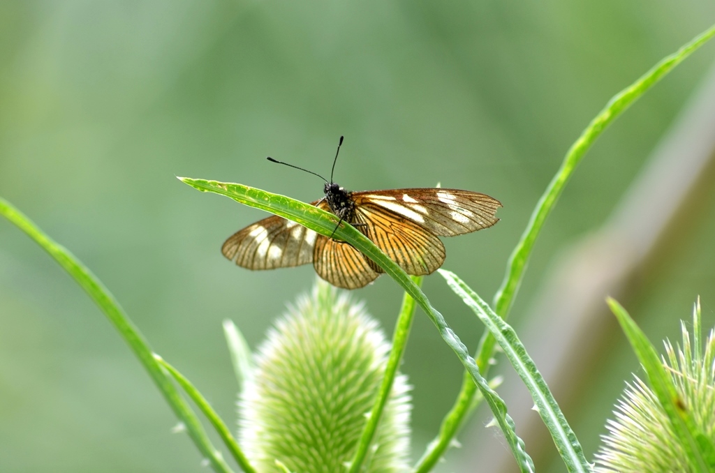 Foto Perezosa Común