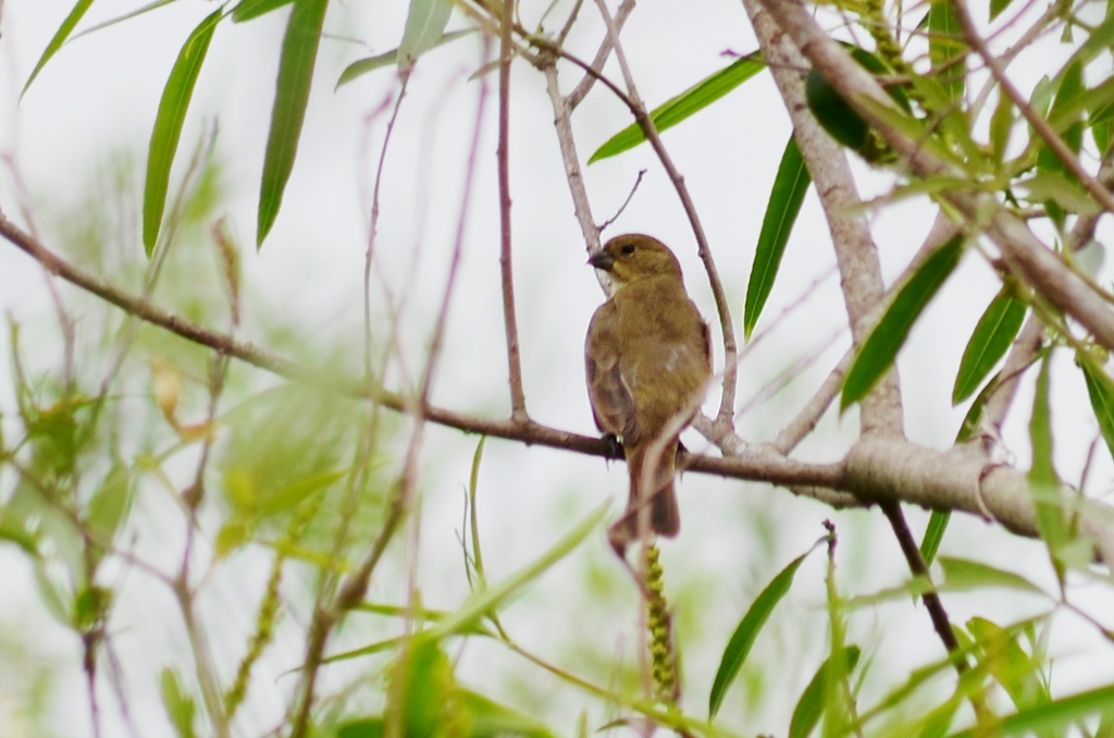 Photo Corbatita Común