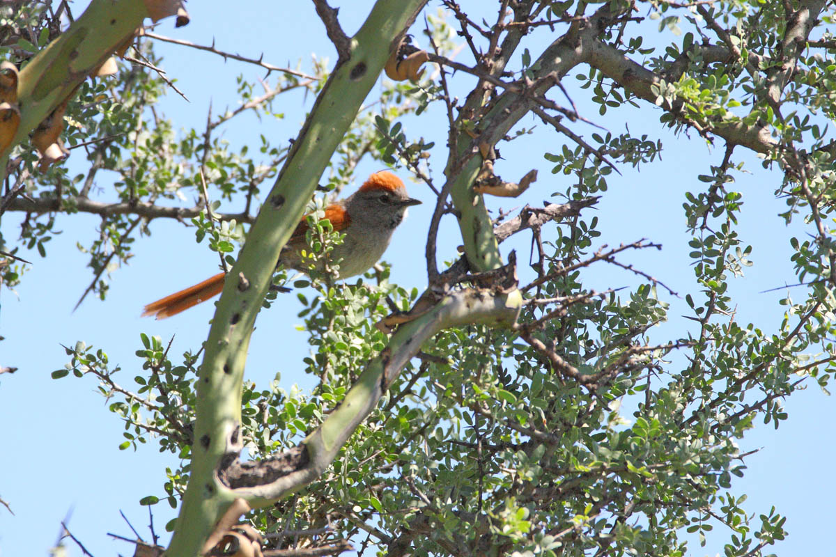 Foto Pijuí Frente Gris
